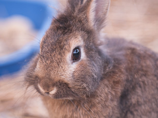 rabbit