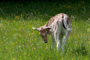 Dama Dama © Scharfetter