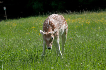 Dama Dama © Scharfetter