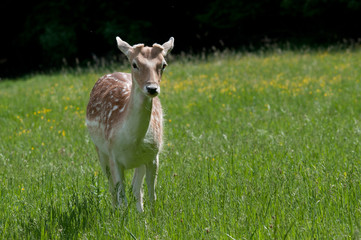 Dama Dama © Scharfetter