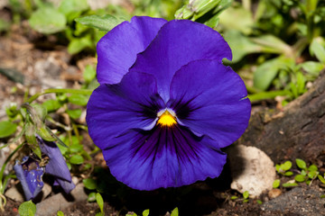 Viola - Fiori