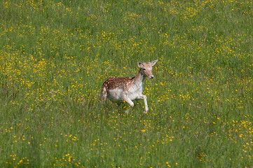 Dama Dama © Scharfetter