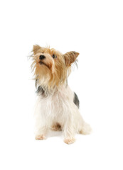 Biewer terrier isolated on white background