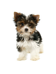 Biewer terrier puppy isolated