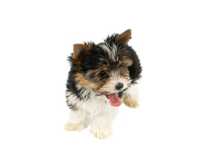 Biewer terrier puppy isolated