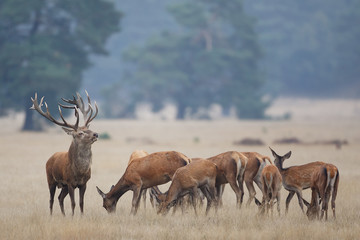 Red deer on alert