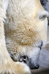 Feeding Polar Bear in captivity