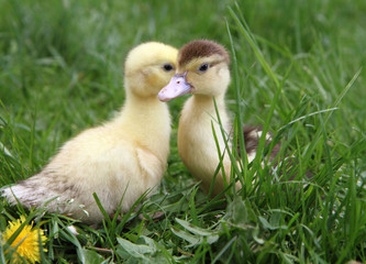 Yellow and brown ducklings on grass