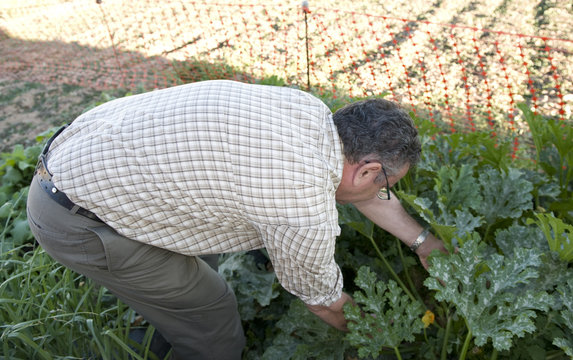 recogiendo verduras en el huerto