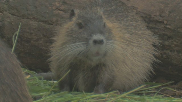 nutria