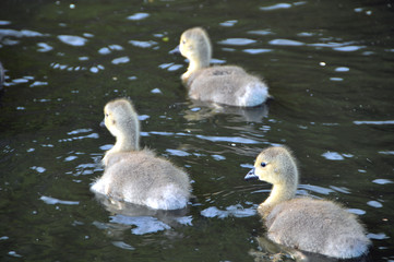 Baby Canadian Geese