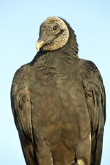 Black Vulture (Coragyps atratus)