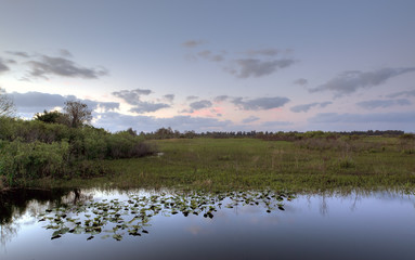 Everglades at dawn