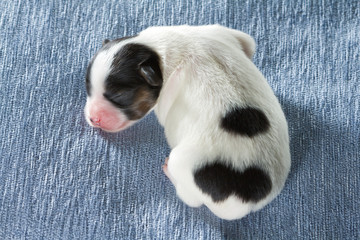 Newborn Papillon puppy