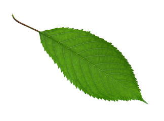 Fototapeta premium Green leaf