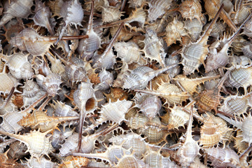 Schneckenmuscheln im Souvenierladen