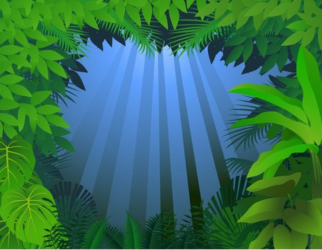 tropical rainforest background