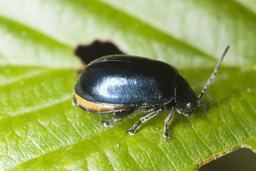 agelastica alni