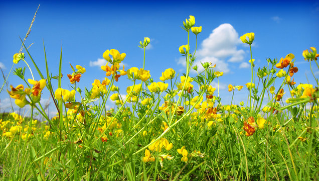 Summer wildflowers