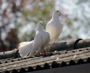 Male and Female White Doves