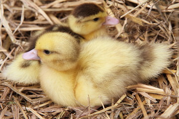 Two ducklings on hay