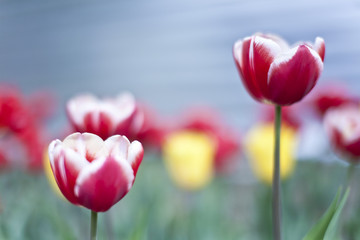 Fototapeta premium Tulips