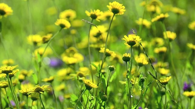 Yellow daisy flowers