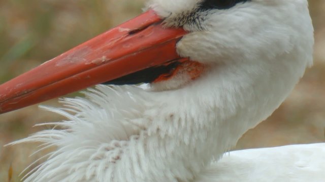 storch