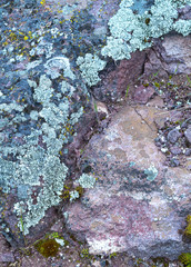 Lichen on rock.