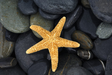 Fototapeta na wymiar Starfish on pebble