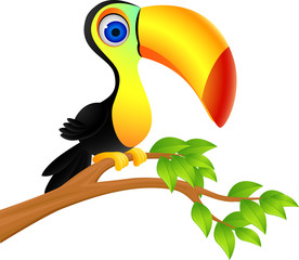 Toucan bird