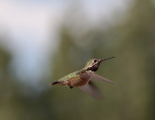 Fototapeta na wymiar Kolibry