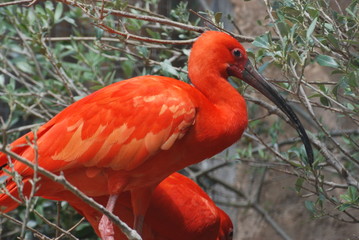 ibis rouge