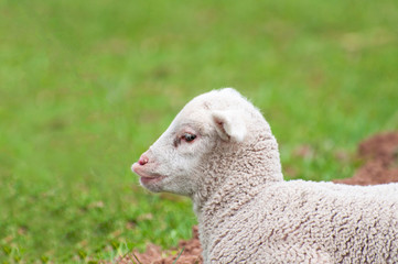 Obraz premium Cute Lamb
