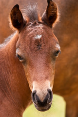 Nahaufnahme vom Kopf eines braunen Fohlens