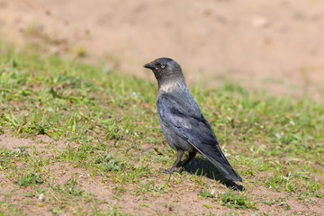jackdaw in a grass