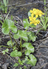 Marsh marigold blossoms in April