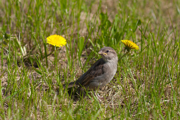 Baby bird of a sparrow