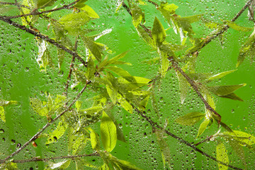 twig with fresh spring leaves after rain