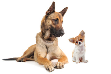 malinois et chiot chihuahua