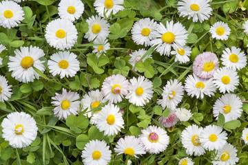 Fototapeta premium White and pink daisies