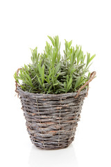 Cane bucket with lavender over white background