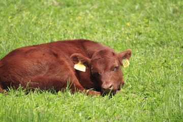 Fototapeta premium 牧草地と牛