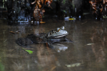 ウシガエル