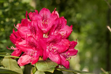 Rhododendron