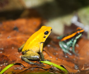 Frog reptile