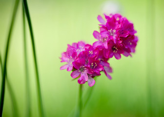 Obraz premium rosa blüte
