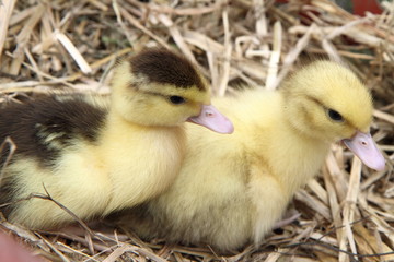 Two ducklings on hay