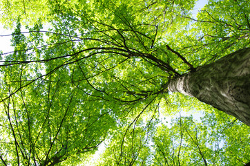 Fototapeta premium green forest