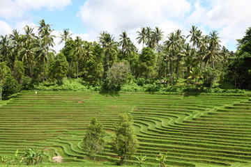 Wet rice field - rice terrace at Bali, Indonesia